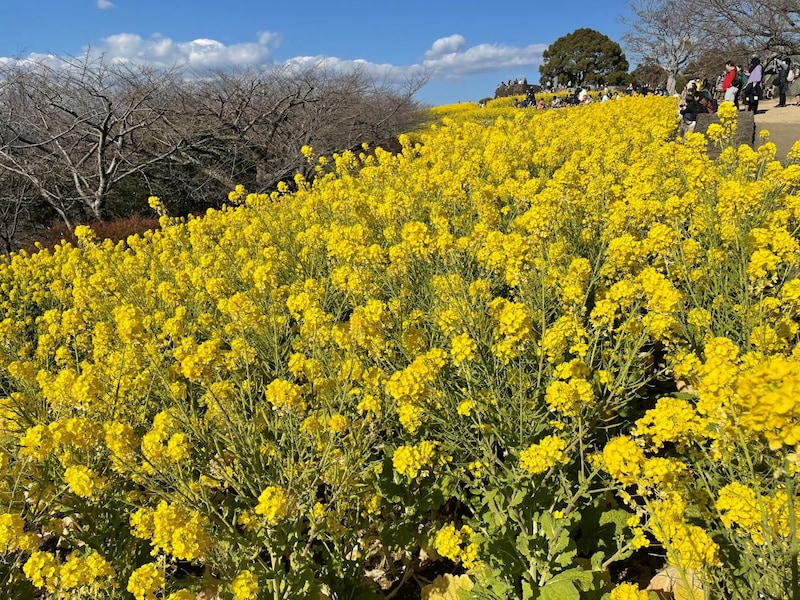 吾妻山の菜の花（2023年1月撮影）