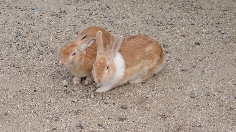 大久野島・野ウサギたち