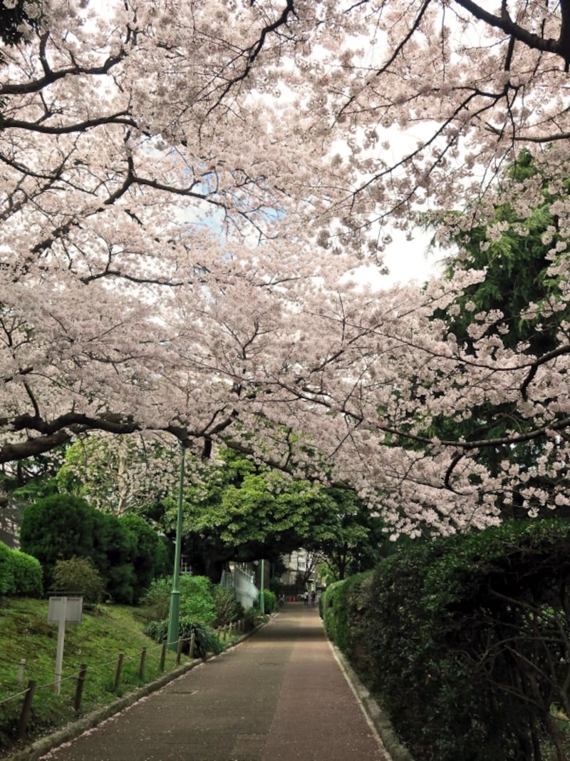 山手本通りから少し奥まったところにある、緑豊かなロケーション(2017年4月7日撮影)