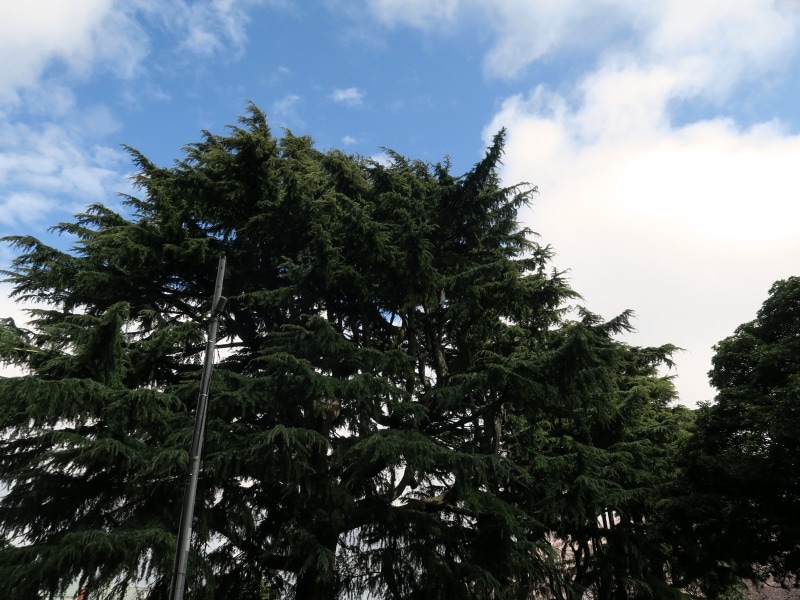 1879(明治12)年、イギリス人H.ブルックによって、インドから種が持ち込まれ、日本で初めて植えられたヒマラヤスギ。横浜市の名木・古木に指定されています(2017年4月7日撮影)