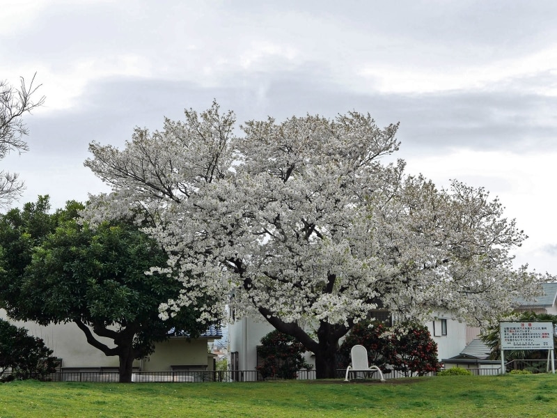 芝生広場が設けられているので、ベンチに座ってお花見が楽しめます(2017年4月7日撮影)