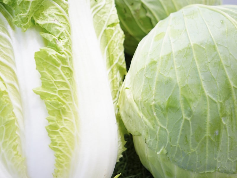 キャベツと白菜