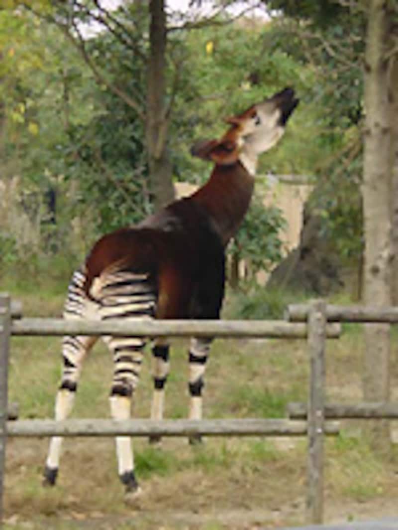 よこはま動物園ズーラシア