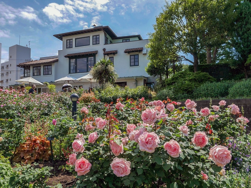 「カフェ・ザ・ローズ」側のローズガーデンの様子(2019年5月15日撮影)