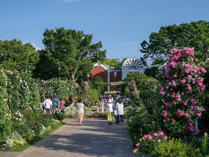 大佛次郎記念館前にも「香りのローズガーデン」が整備されています(2019年5月16日撮影)