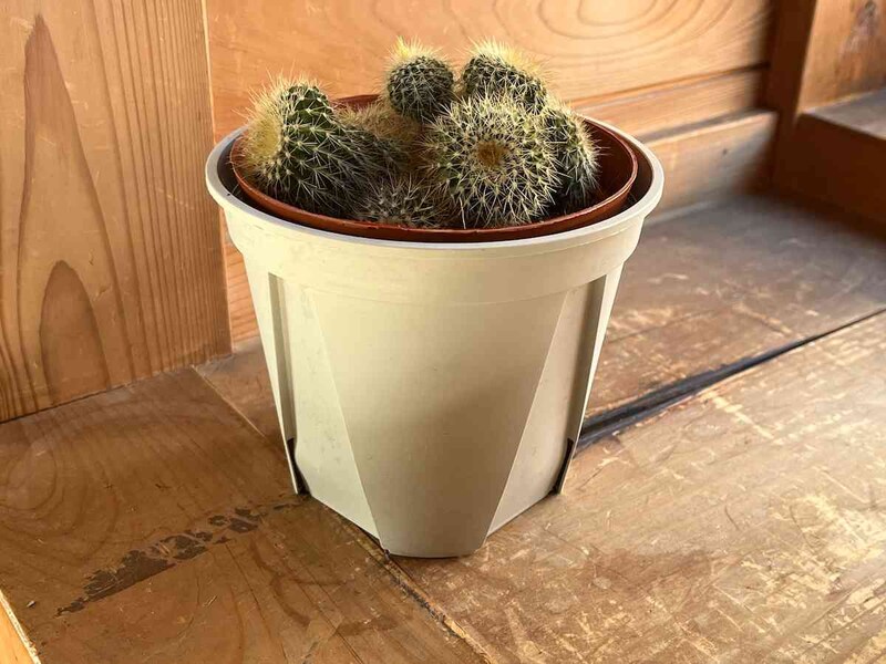 セリアの「スリット鉢」にサボテンを入れてみる