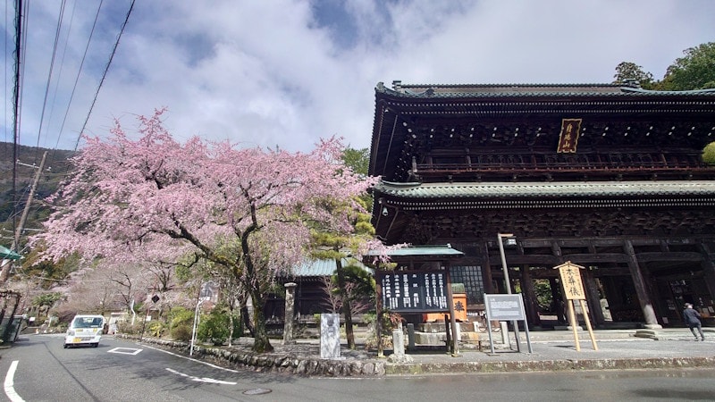 身延山久遠寺の桜(1)