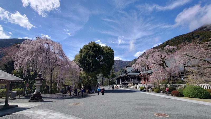 身延山久遠寺のしだれ桜(2)