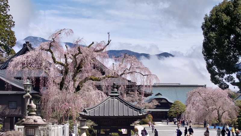 身延山久遠寺のしだれ桜(3)