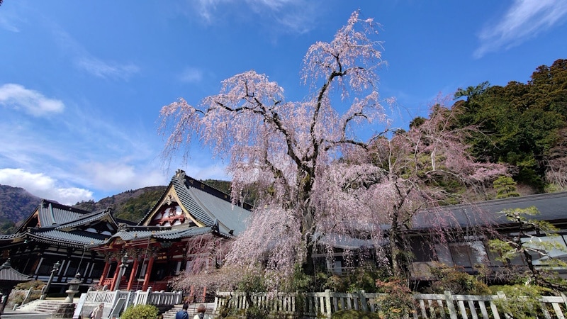 身延山久遠寺のしだれ桜(5)
