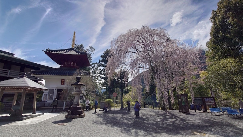 身延山久遠寺のしだれ桜(7)