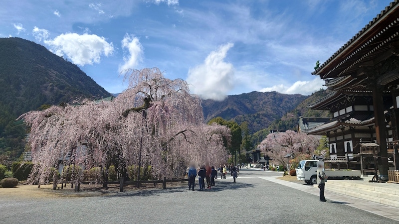 身延山久遠寺のしだれ桜(8)