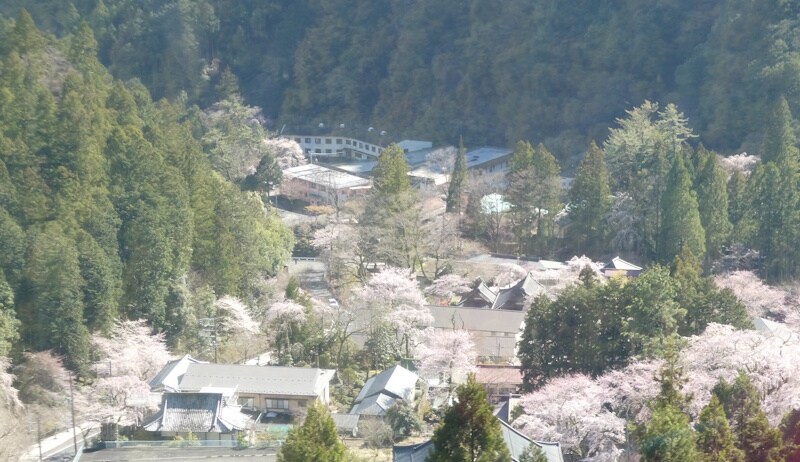 身延山久遠寺の桜(3)