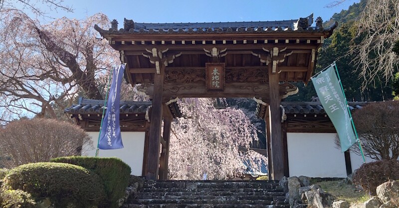 本地院本行坊のしだれ桜