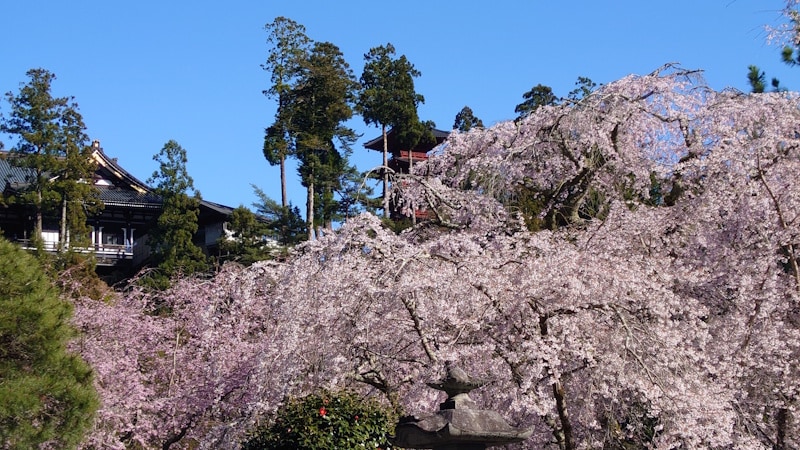 西谷に咲く桜と五重塔、本堂