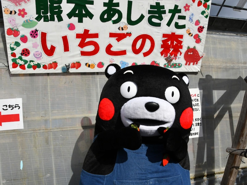 おいしいいちご、たっぷり食べたモン＝2月8日、熊本県芦北町