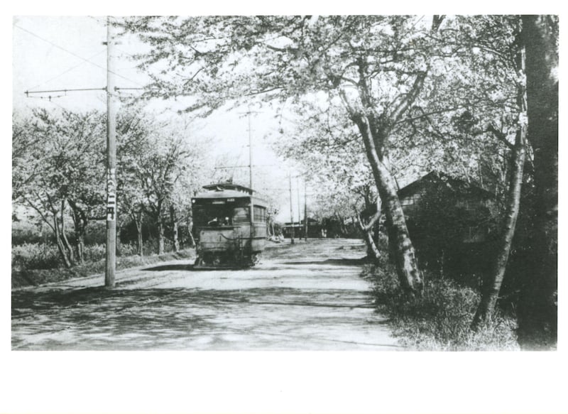 六郷橋―大師間の桜並木を行く大師電気鉄道の電車(1899年1月22日撮影=提供:京急電鉄)