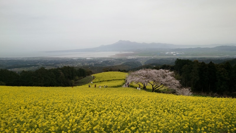 白木峰高原の菜の花＋桜＋海＋山（1）