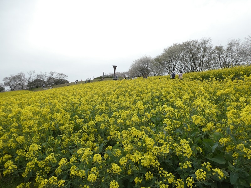 白木峰高原の菜の花畑（1）