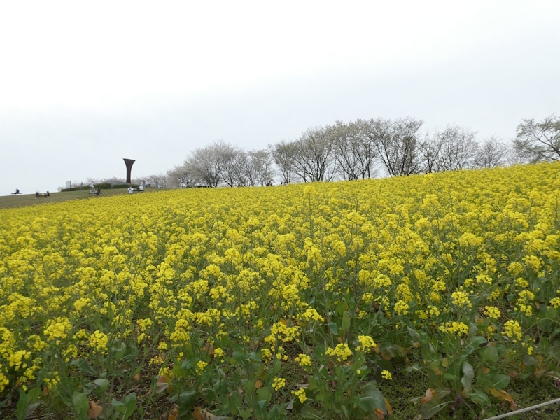 白木峰高原の菜の花畑（2）