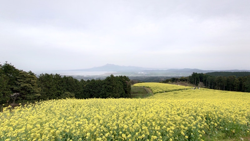白木峰高原の菜の花畑＋海＋山（1）