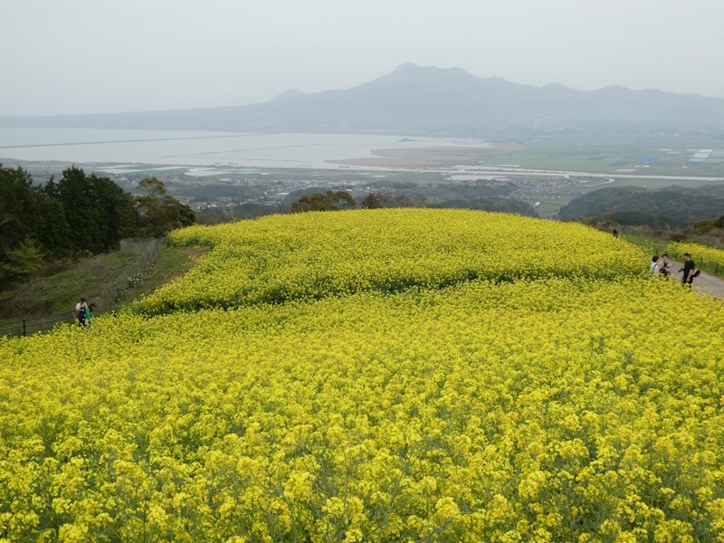 白木峰高原の菜の花畑＋海＋山（2）