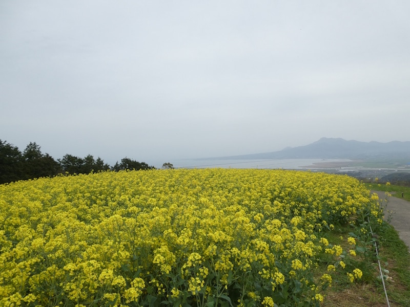 白木峰高原の菜の花畑＋海＋山（3）