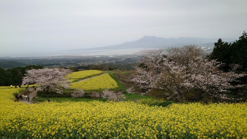 白木峰高原の菜の花＋桜＋海＋山（3）