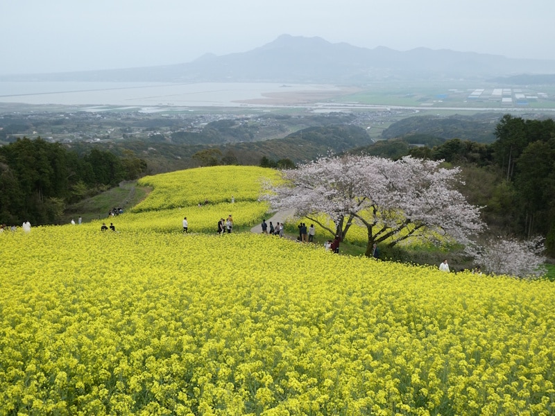 白木峰高原の菜の花＋桜＋海＋山（4）