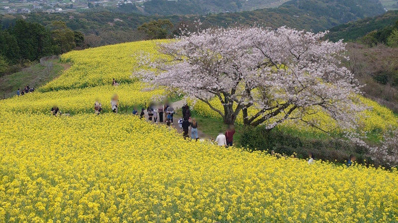 白木峰高原の菜の花畑＋桜