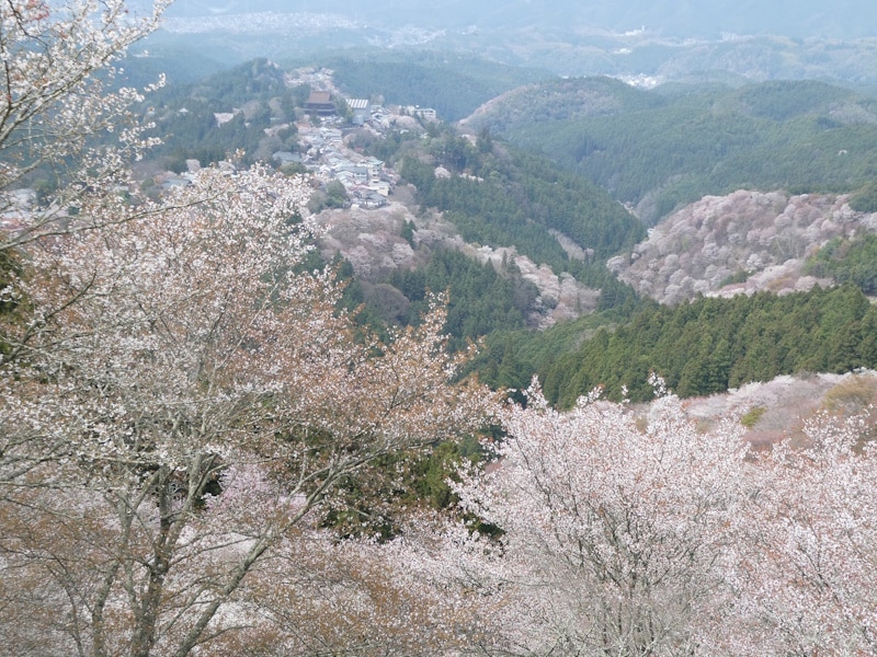 上千本から吉野山の桜を望む（1）