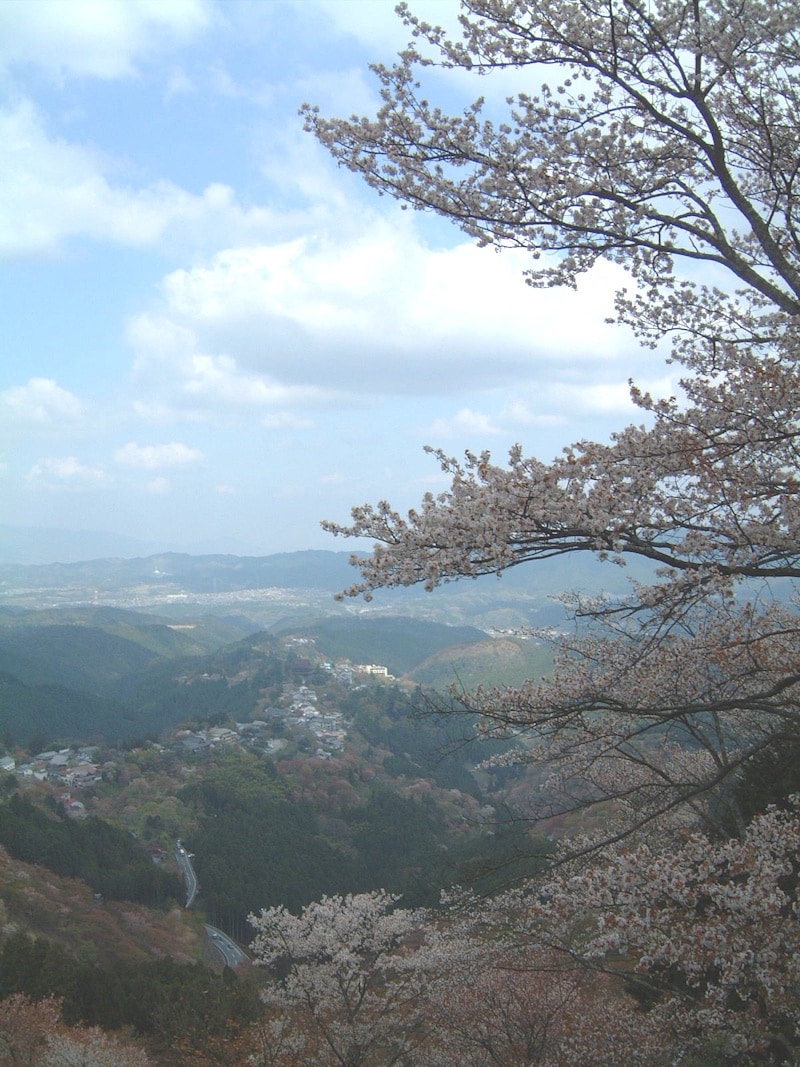 上千本・花矢倉展望台からの桜の眺め(1)