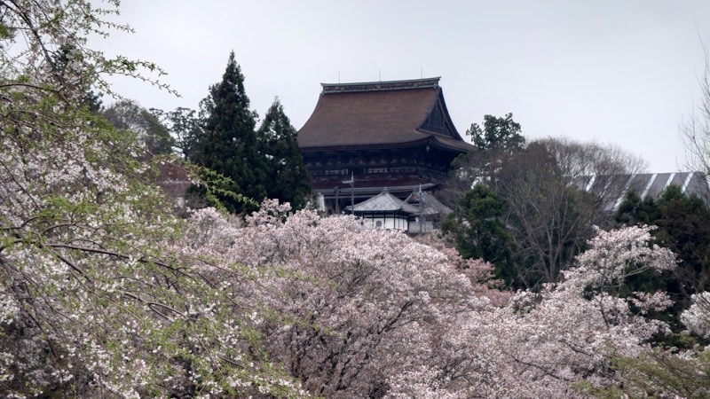 金峯山寺・蔵王堂(1)/桜と共に