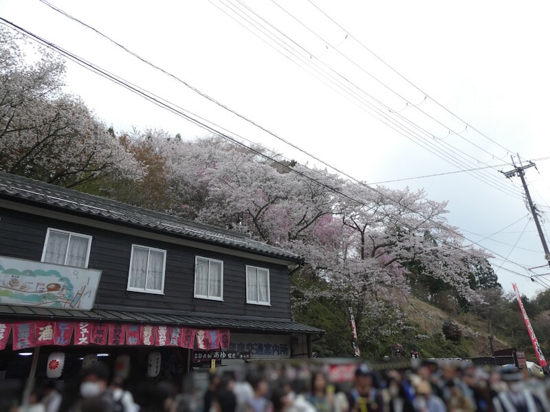 下千本・ロープウェイ吉野山駅周辺の桜