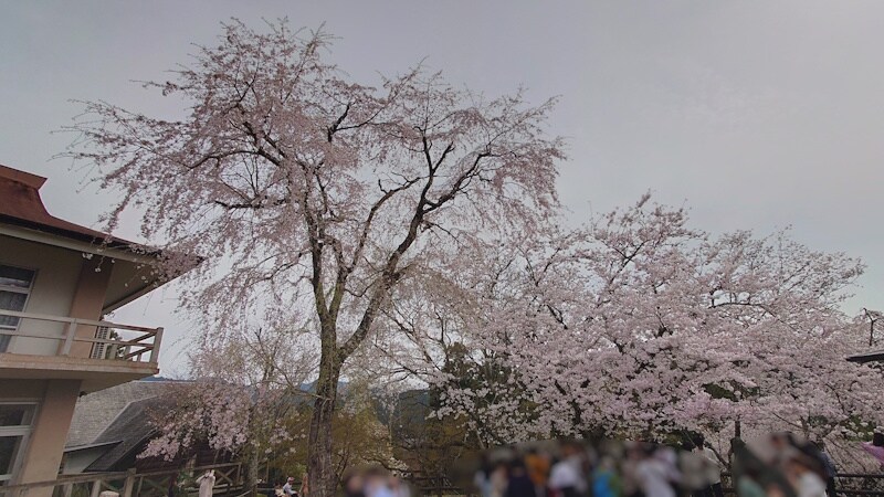 吉野山ビジターセンターに咲く桜