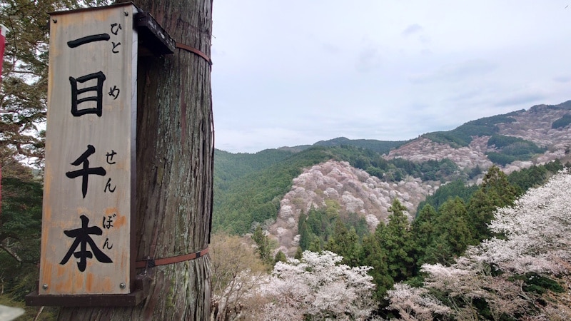 吉水神社・一目千本(2)