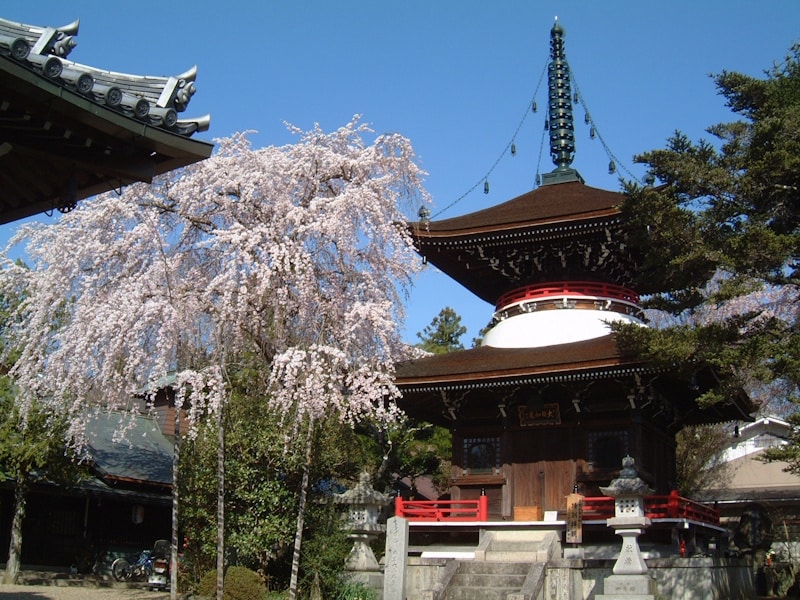 東南院の二重塔と桜