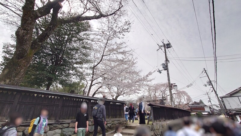 勝手神社の境内・周囲に咲く桜