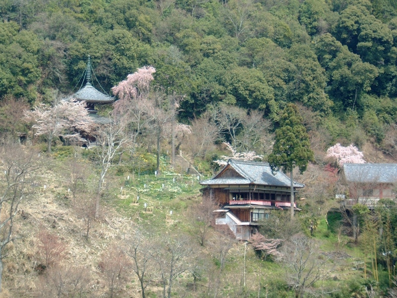 中千本・五郎平茶屋から眺める如意輪寺と桜