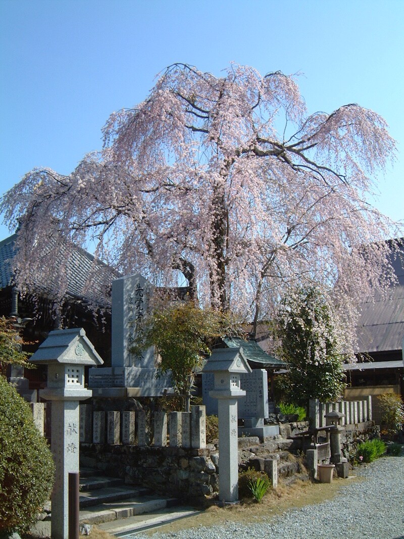 櫻本坊の桜