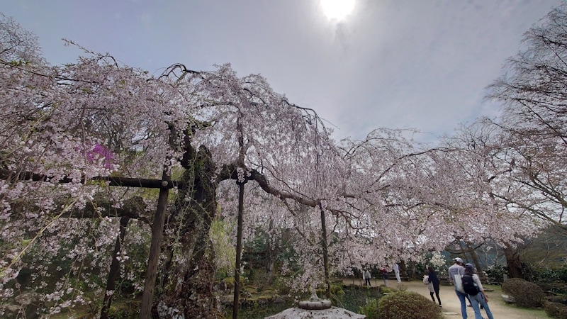 竹林院群芳園のしだれ桜