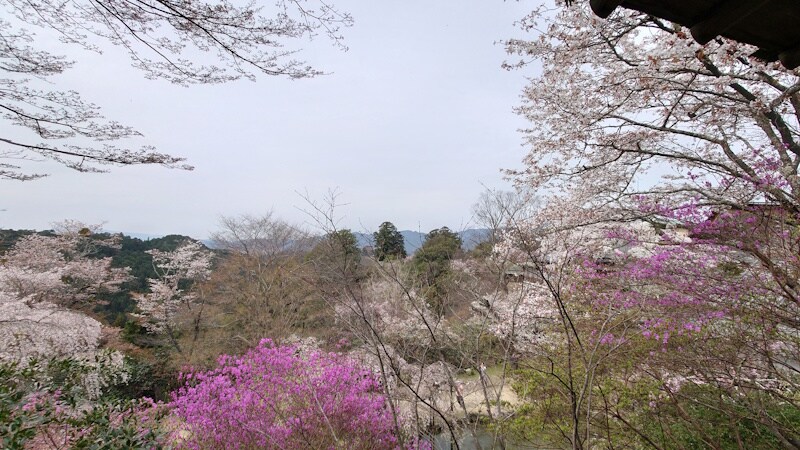 竹林院群芳園の桜などの花たち