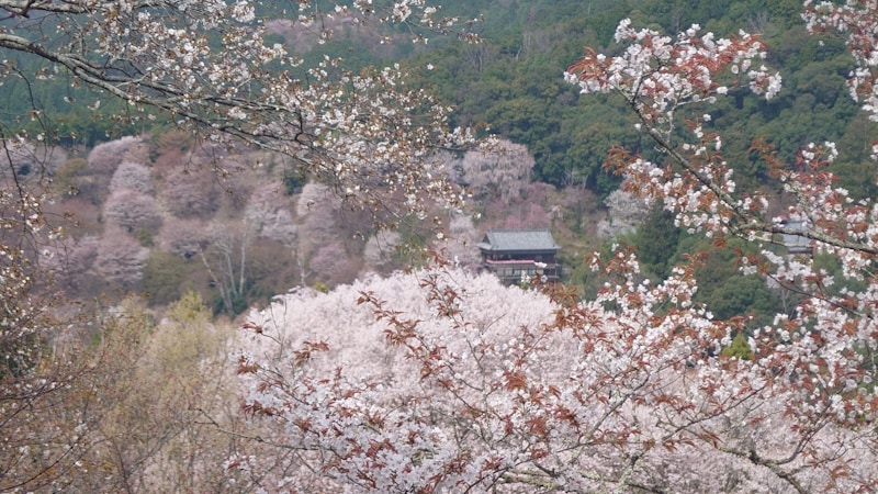 上千本から吉野山の桜を望む(2)