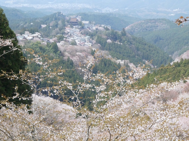 上千本から吉野山の桜を望む(3)