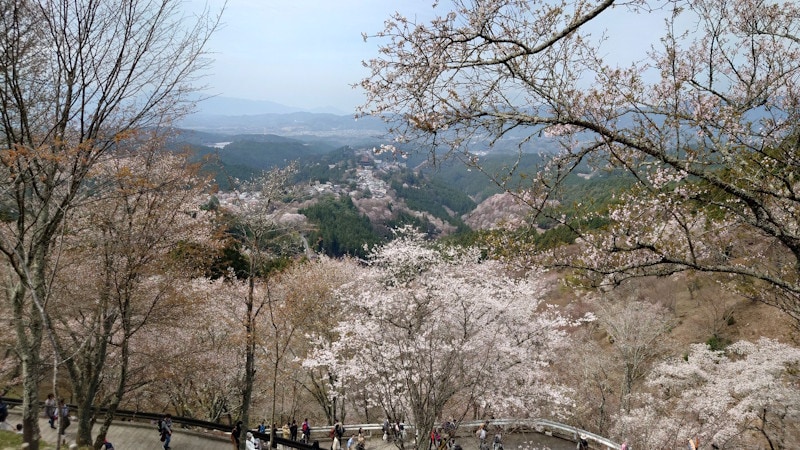 上千本から眺める吉野山の桜(5)