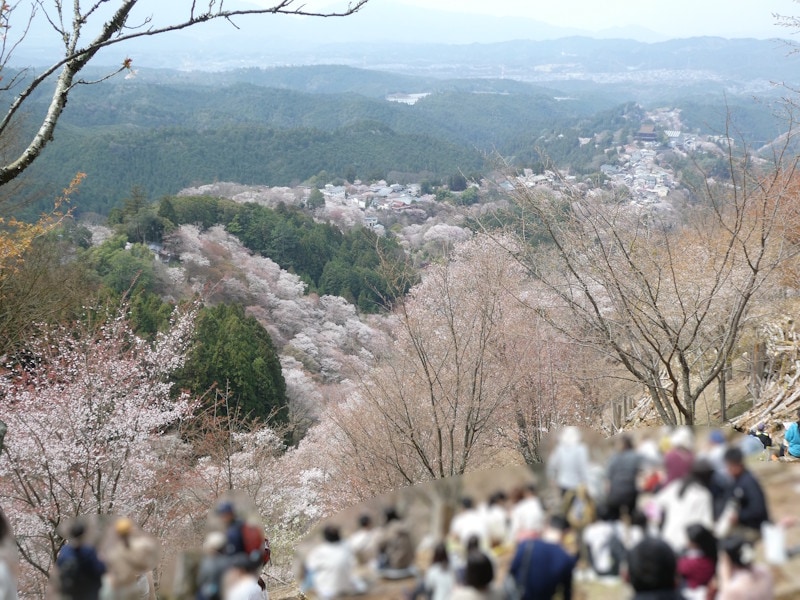 上千本から眺める吉野山の桜(6)