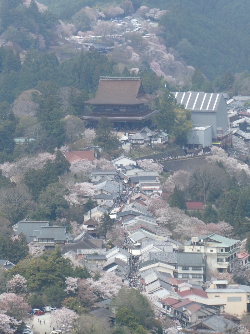 上千本・花矢倉展望台からの桜の眺め(3)