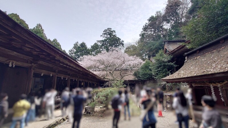 吉野水分神社の境内に咲く桜