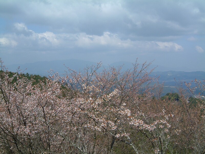 高城山展望休憩所からの桜越しの眺め