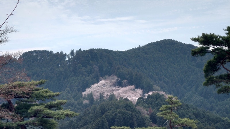 高城山展望休憩所から望む奥千本の桜